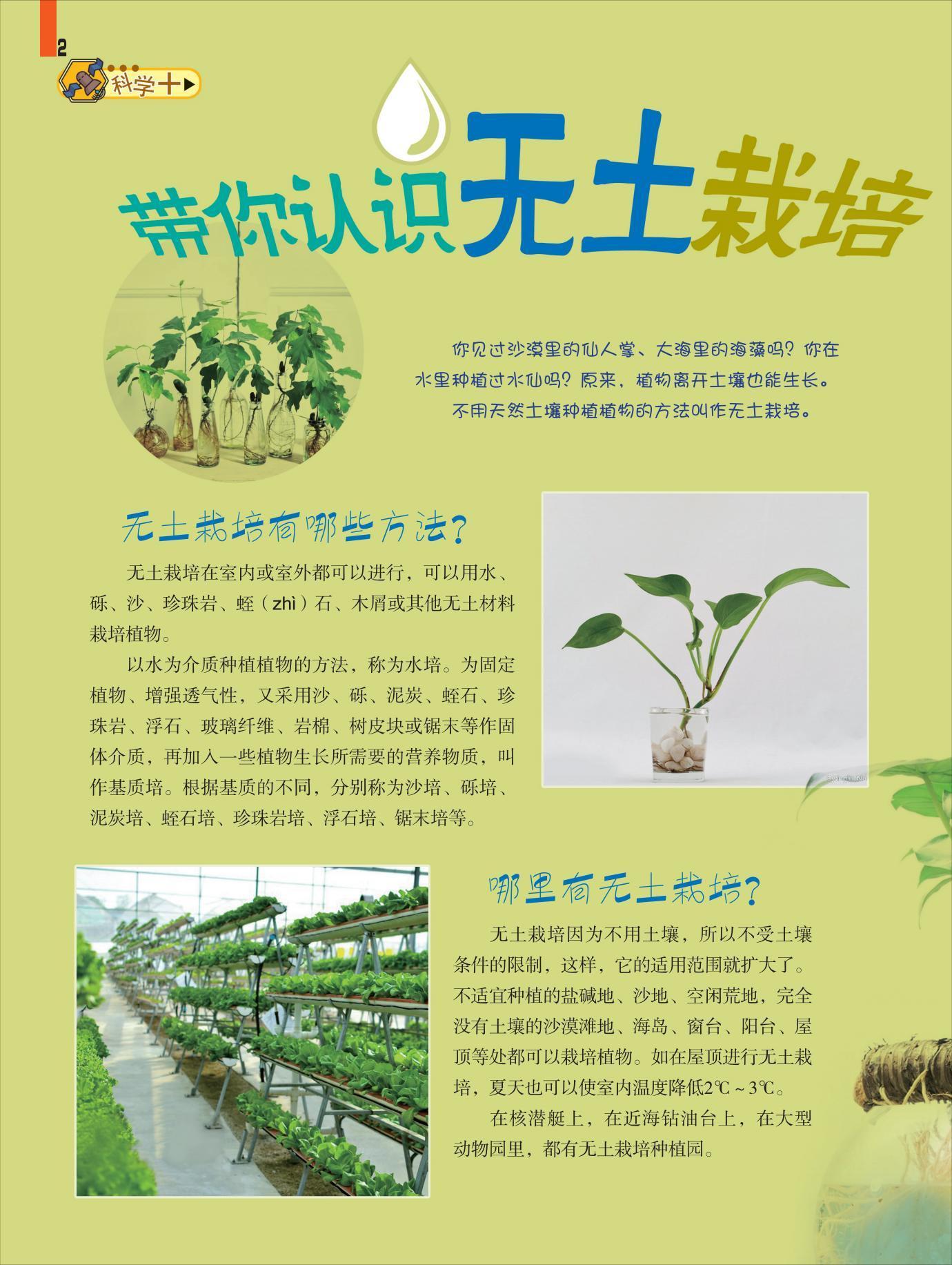 无土,栽培,植物生长,土壤,种子,发芽