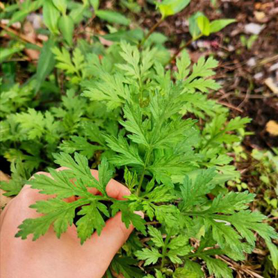 春暖花开;青团