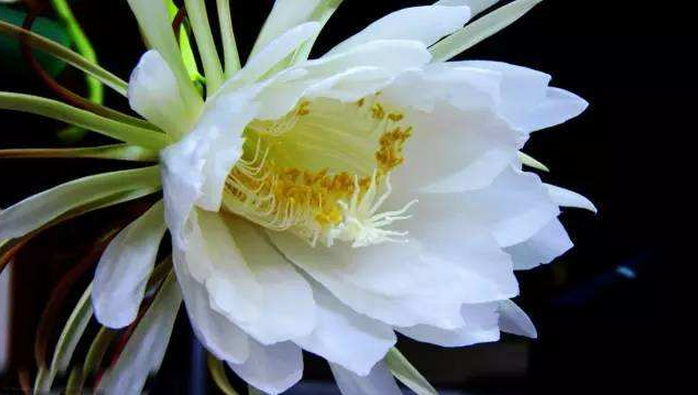 花时钟