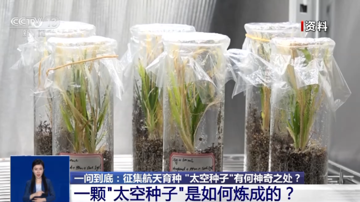 当农业遇上航天，种子的“星际改造计划”