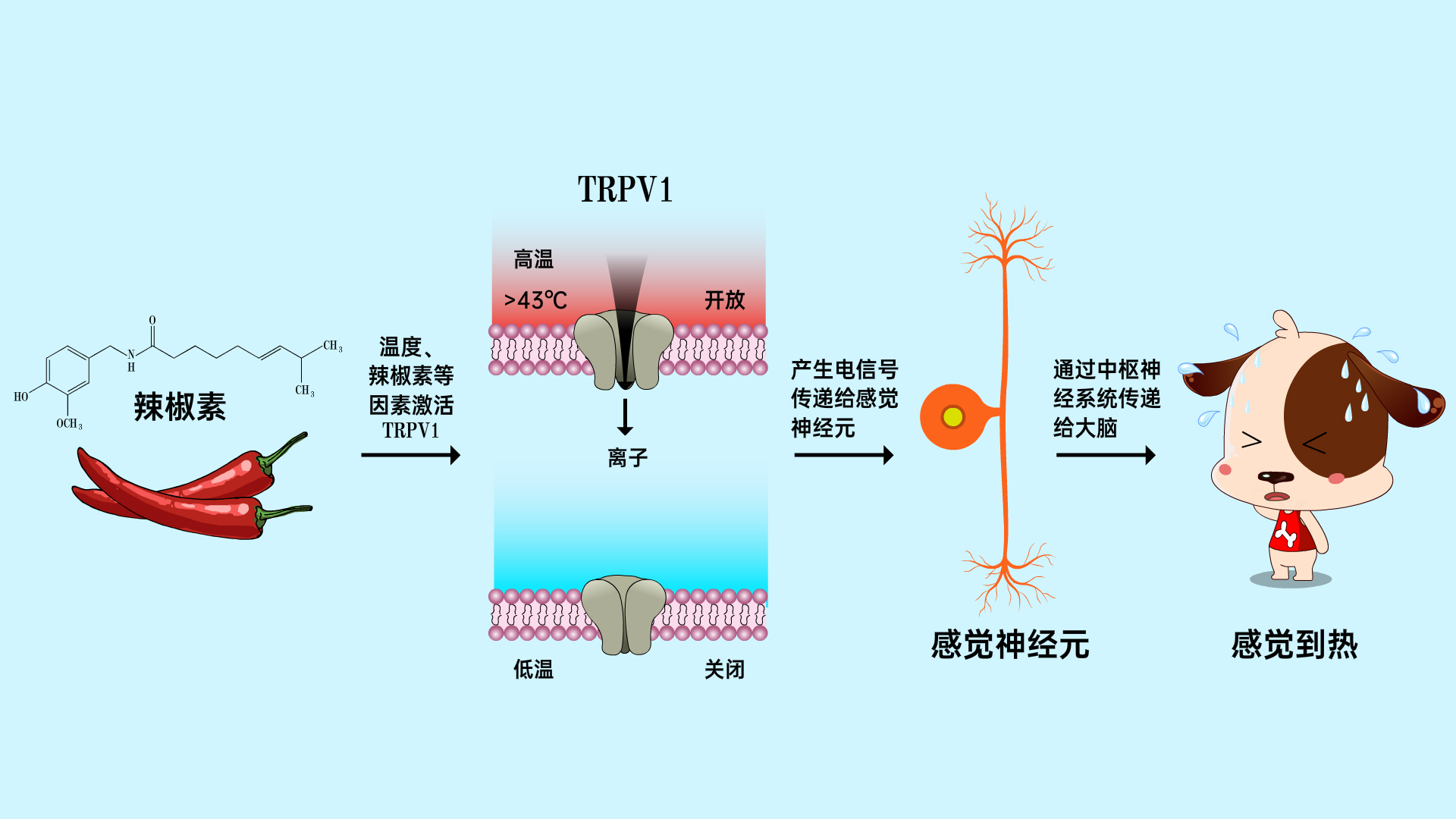 触觉,温觉,TRPV1